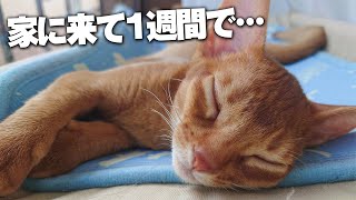 子猫がやってきて1週間で先住猫との関係がヤバいことになってると動画が送られてきました…