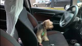 G1   Cachorro fica preso mais de uma hora dentro de carro estacionado em rua de Goiânia