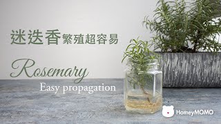 繁殖迷迭香 Propagation of Rosemary