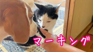 マーキングする先輩猫さんが気になって仕方ないビーグル犬さつき氏 Beagle