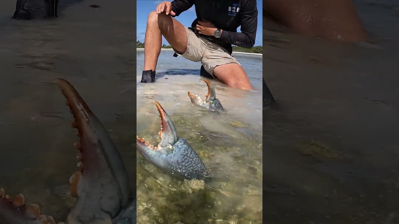 Giant Mudcrab Barehanded Catch Fishing