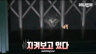 누가 우리집 앞에 냥씨티비 설치했냐...ㅣCat CCTV watching over my house all day