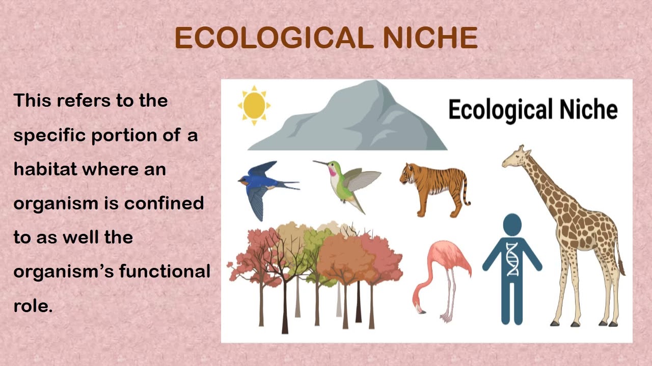 BASIC ECOLOGICAL CONCEPTS SS1 - YouTube