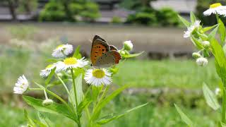 ヒメジョオンの花の上で回るベニシジミ