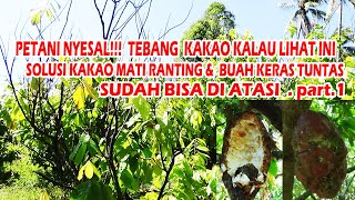 Kini Petani KAKAO Tak Pusing Lagi Mengatasi Kakao Mati Ranting, Buah Keras dan Hitam