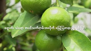 ရှောက်သံပုရာအတွက် မြေဩဇာကျွေးနည်း