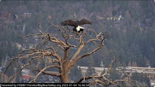 Jackie and Shadow busy, 5 twigs, mating FOBBV CAM