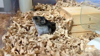 【ハムスター】ごはんを見つめるジャンガリアンハムスターでもそこに居たら・・・【4K】If even a Djungarian hamster staring at rice is there