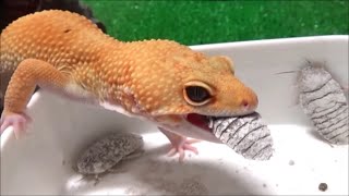 【ヒョウモントカゲモドキ】大きなデュビアを一匹捕食！　Leopard Gecko eating Dubia roach