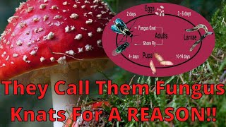 Fungus Gnats follow by Sulfur \u0026 Iron Deficiencies