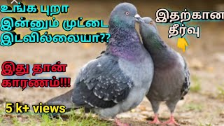 உங்கள் புறா ஜோடி சேர்ந்தும் முட்டை இடவில்லையா??? 😢 இதை செய்யுங்க கண்டிப்பாக முட்டை வைக்கும்!!! 👍