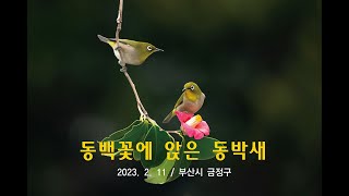 230310 동백꽃과 동박새