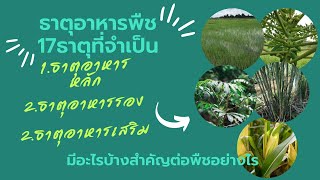 ธาตุอาหารพืชมี 17 ธาตุที่จำเป็นต่อการเจริญเติบโตของพืช|ชาวนาพาทำสวน|