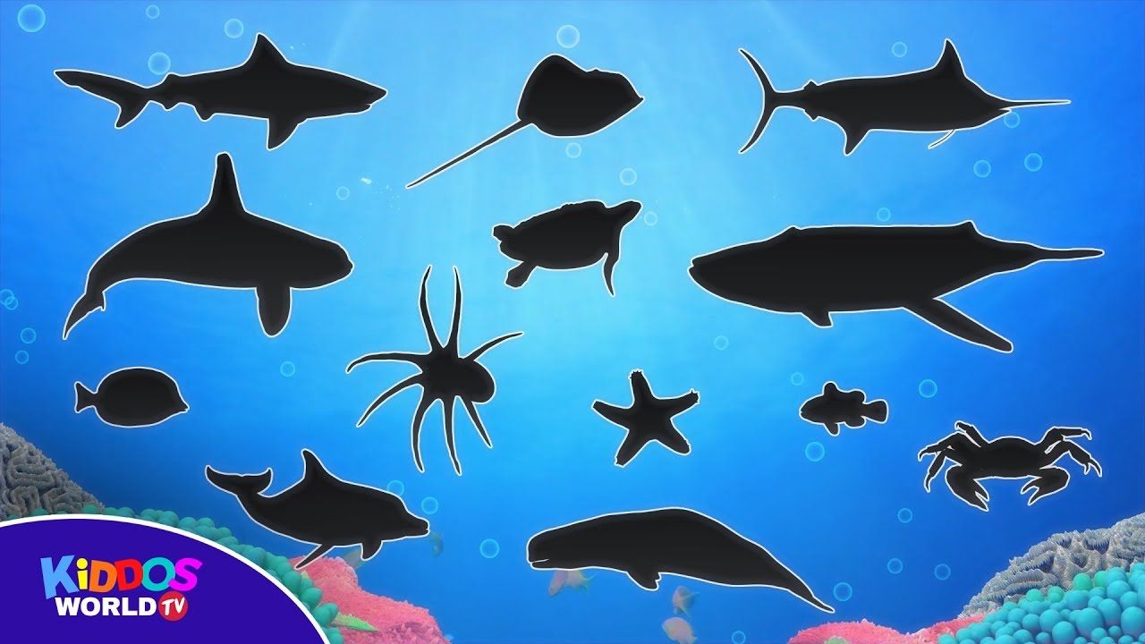 Learn Sea Animal Names Ocean Animal Videos Sea Animal Puzzle For