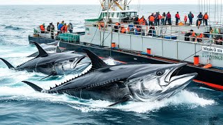 Catching hundreds of tons of tuna with long lines at sea, tuna fishing process of fishermen