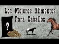 7 Alimentos Que Si Le Puedes Dar A Tus Caballos🐴-Del Cerro Soy