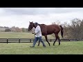 Hip 762 Keeneland January Horses of All Ages Sale 2024