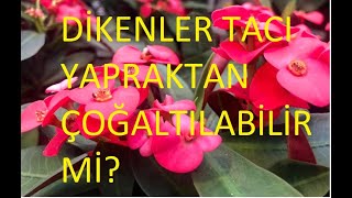 Euphorbia Milli (Dikenler Tacı) Yapraktan Çoğaltılabilir mi?