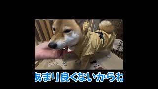 散歩に行く前に、きらいな雨具を着せられてしまい、固まってしまう柴犬ちゃこ　#shorts #柴犬 #柴犬ライフ