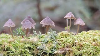 白駒池・苔の森　Persimmon forest　Shirokomaike