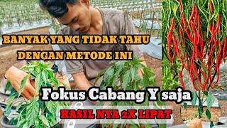 BUAH DAN BUNGA CABE LEBAT ||TANPA HENTI‼️ LAKUKAN CARA INI