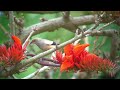 カラムクドリ（2）デイゴの花（与那国島） white shouldered starling wild bird 野鳥 動画図鑑