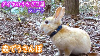 野生のうさぎみたい…森でうさんぽ【子うさぎネザーランドドワーフNetherland Dwarf rabbit】