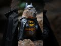 Adorable Animal Dressed as Batman #cute #animal #batman