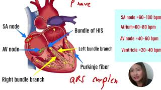 Basic EKG ต้องรู้สิ่งนี้