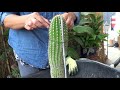 HOW TO REPOT Tall & Spiky CACTUS