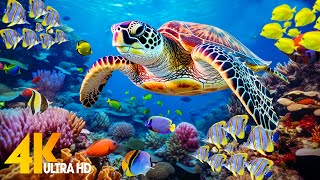 Ocean 4K - Sea Animals for Relaxation, Beautiful Coral Reef Fish in Aquarium (4K Video Ultra HD) #64