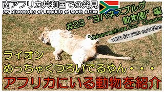 【南アフリカ】#23 超可愛い!! ヨハネスブルグ動物園には日本では珍しい動物たちが沢山!!　Johannesburg Zoo　海外ボランティア