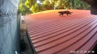 Cats Get Scrappy on Slippery Roof || ViralHog