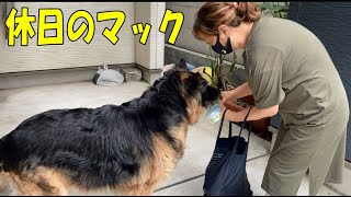 大型犬シェパードマックと休日まったり過ごします