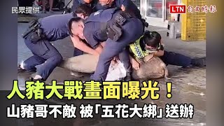 人豬大戰畫面曝光！ 山豬哥不敵優勢警力 「五花大綁」送辦(民眾提供)