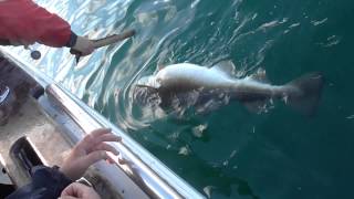 skjervoy fishing in norway big cod