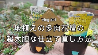 【Vlog#41】多肉の自給自足！地植え多肉花壇の超大胆な仕立て直し方法【セダム】【葉挿し】【挿し木】