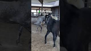 Discover the True Essence of Tennessee Walking Horses