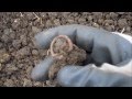 Metal Detecting UK XP Deus Finds Silver Hammered Coins and More!!