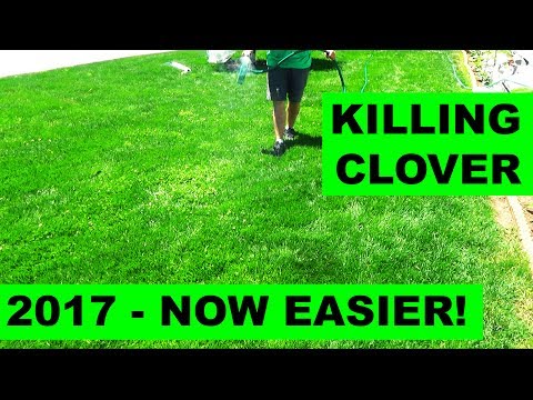 How to get rid of clover in 2017 How to get rid of clover in 2017