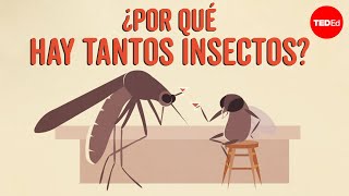 ¿Por qué hay tantos insectos? - Murry Gans
