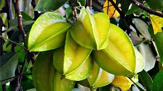 Star fruits /কামরাঙা ভাজি /মায়ের হাতের মজাদার কামরাঙা ভাজি  রান্না