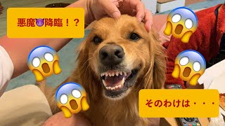 優しいゴールデンレトリバーこむぎがなぜ恐い顔に😱⁉️悪魔降臨😈か⁉️その訳が発覚‼️