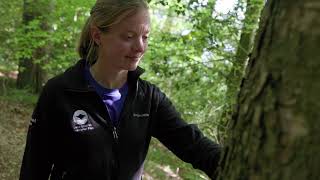 Explore Brockhole's Silver Birch Trees