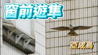 窗前遊隼_亞成鳥_Falco peregrinus_ハヤブサ_송골매_2022-10-18