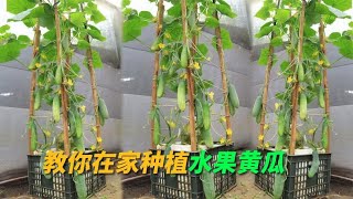 用塑料筐在家种水果黄瓜，这样施肥都不用花钱，黄瓜长得又大又多