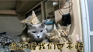 西藏收养的四只流浪猫太粘人，你不睡我们也不睡，不能离开他们视线，离开就叫【旅途99】