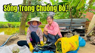 Người cô Kiếm Thuốc cho bà con nghèo, nhưng chính mình sống cảnh tạm bợ đầy xót xa ,,!