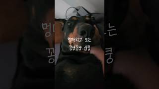 멍때리고 보는 도베르만 심쿵이와 꽁냥꽁냥 #도베르만 #강아지 #cutedog #doberman