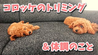 【コロッケ＆ミントス】トリミングに行ってきました＆胆汁嘔吐症候群の体調その後は？【はじめてのトイプードル多頭飼い】